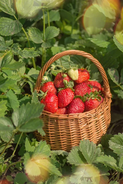 Strawberries Basket Field Eco Friendly Organic Farm Harvesting Strawberries Basket — Stock Photo, Image