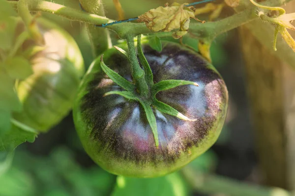 Feld Mit Tomaten Sibirischer Tiger Bio Garten Mit Tomatenpflanzen Unreife — Stockfoto