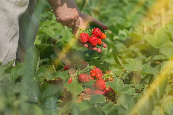 Strawberry growers working with harvest. Strawberry harvest concept.