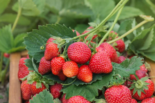 Viele Frische Erdbeeren Perfektes Wetter Für Die Erdbeerernte Ernte Frischer — Stockfoto