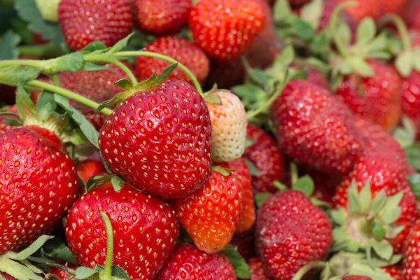 Group of strawberry. Strawberries with strawberry leaf. Fresh strawberries fruits