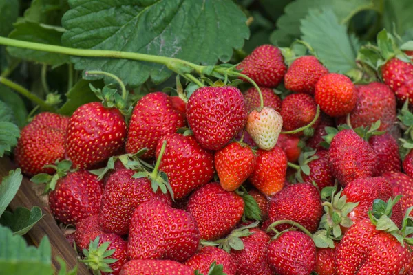 Rote Frische Erdbeeren Frische Erdbeeren Aus Nächster Nähe Hintergrund Der — Stockfoto
