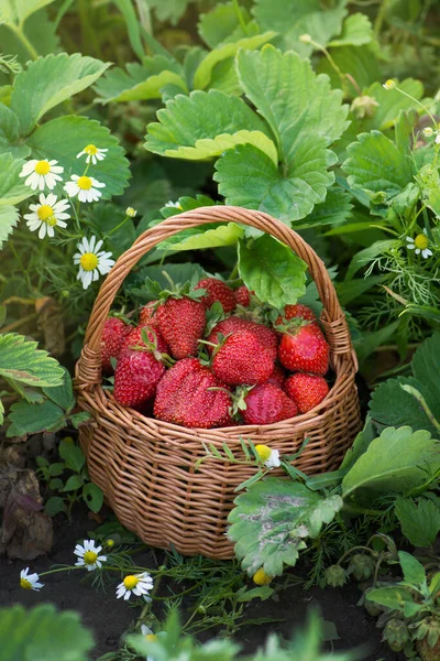 Delicious Juicy Red Strawberries Basket Strawberries Basket Background Fields Strawberry — Stock Photo, Image