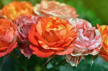 Çift renkli sarı, çizgili kırmızı güller. Beyaz çizgili çok renkli pembe kırmızı güller.. 