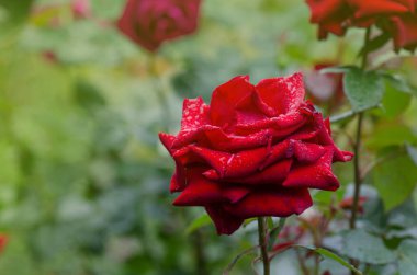 Kırmızı gül çiçeği arkaplanı. Bahçedeki çalılıkta kırmızı güller. Kırmızı gül çiçeği. Kırmızı gül Burgund