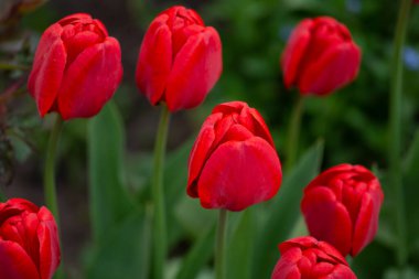 Kırmızı güzel lale. Yeşil yapraklı kırmızı laleler