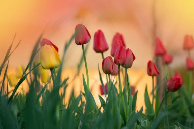Renkli lale çiçeği karışımı. Bahçede lale çiçeği karışımı. Karışık renkli laleler. Bahar laleleri çiçek karışımı.