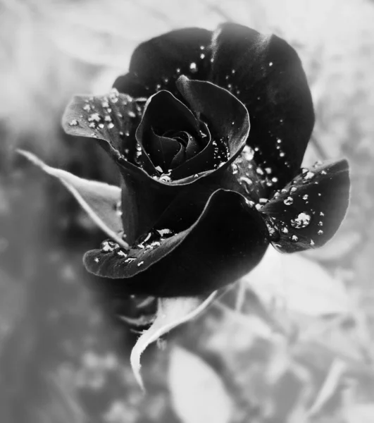 Czarne Róże Tle Czarna Róża Tło Kwiat — Zdjęcie stockowe
