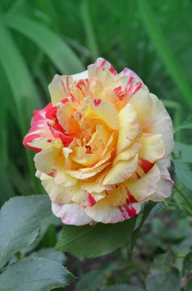 Colorful Bush Camille Pissarro Roses Garden Beautiful Pink Yellow Striped — Stock Photo, Image