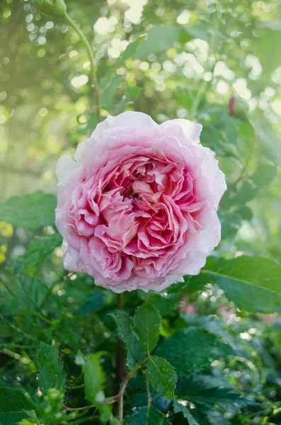 English rose in garden. English pink rose in the summer garden.