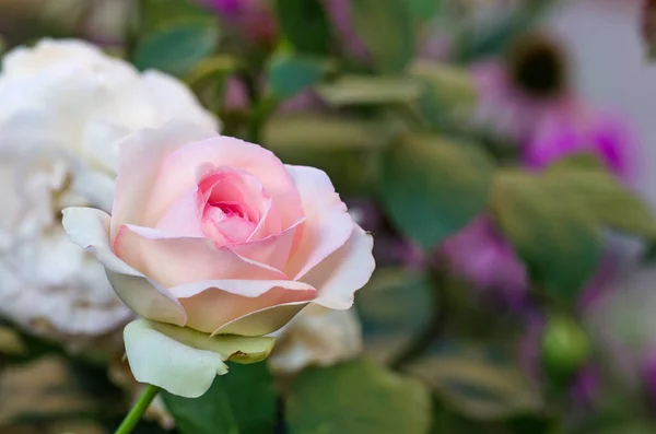 Verano Hermosas Rosas Rosadas Flor Escalada Rosas Rosadas Jardín —  Fotos de Stock