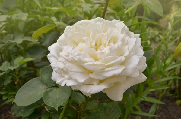 Primer Plano Hermosa Flor Rosa Blanca Hermosa Rosa Blanca Jardín — Foto de Stock