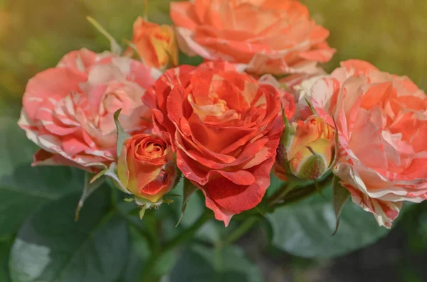 Colorido Arbusto Rosas Rayadas Jardín Hermosa Rosa Rayas Blancas Rosadas —  Fotos de Stock