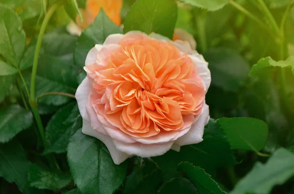 Orange Flowering Rosa Lady Shalott Garden — Stok Foto