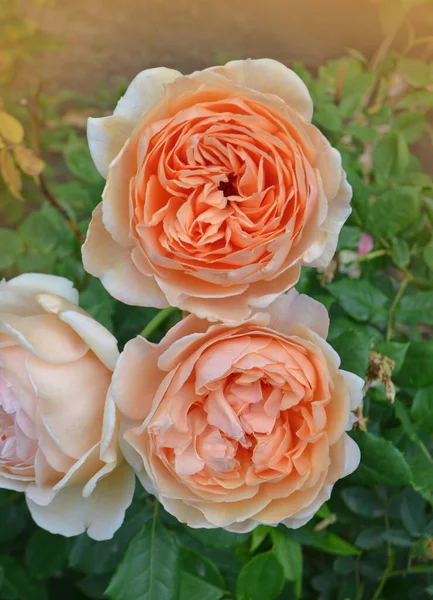 Rosa Floreciente Naranja Señora Shalott Jardín — Foto de Stock