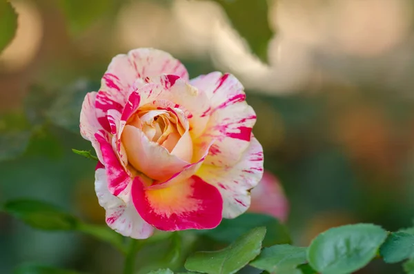 Randig Rosa Gul Ros Odlas Bicolor Gul Ros Blomma Med — Stockfoto