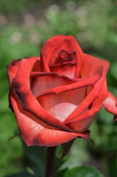 花园里盛开着白玫瑰和红玫瑰 花园里有红白相间的玫瑰 杂交茶玫瑰 — 图库照片
