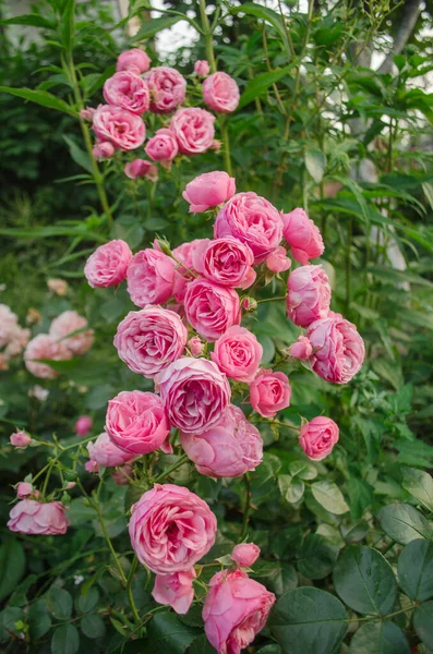 Wiele Pięknych Kwiatów Róż Pomponella Różowe Kwiaty Róż Krzewie Róż — Zdjęcie stockowe
