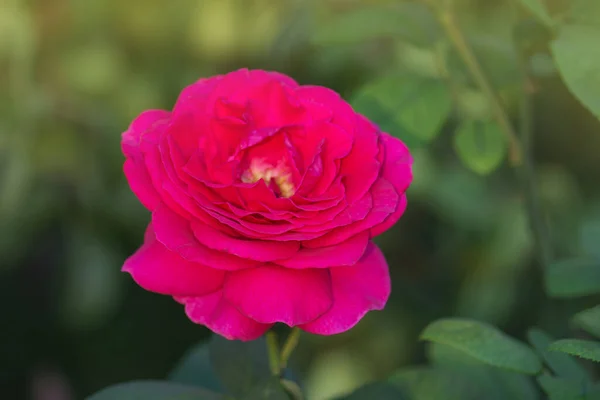 Piękna Fioletowa Róża Duże Fioletowe Róże Ogrodzie — Zdjęcie stockowe