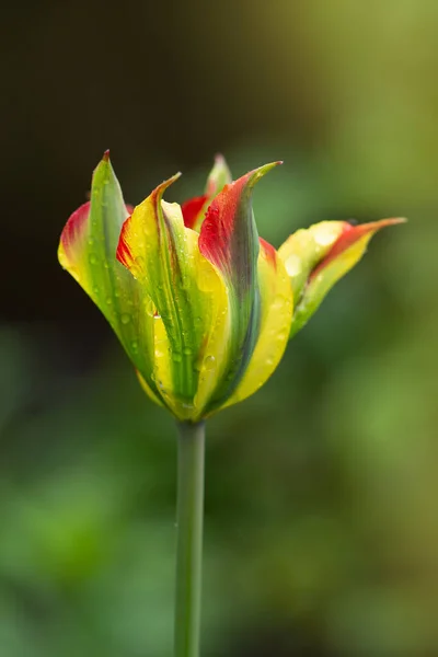 Gyönyörű Narancs Zöld Virág Tulipán Zöld Folyó Növekszik Gyönyörű Tulipán — Stock Fotó