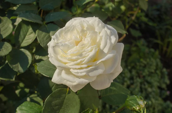 Closeup Beautiful White Rose Flower Beautiful White Rose Garden — Stock Photo, Image