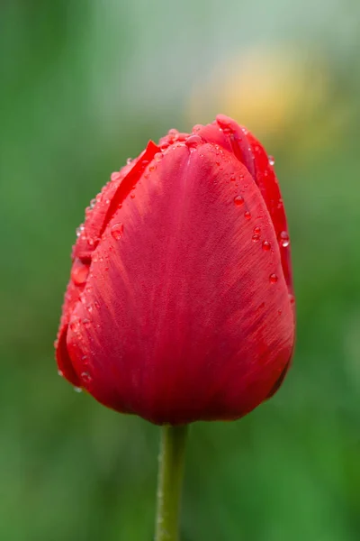 Red Lindo Tulipa Parad Tulipas Vermelhas Com Folhas Verdes — Fotografia de Stock