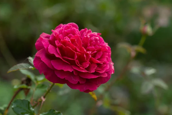 Fioletowa Róża Gałęzi Ogrodzie Munstead Drewniane Róże Ogrodzie Angielska Rose — Zdjęcie stockowe