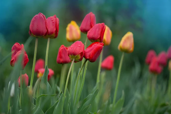 Group Colorful Tulips Beautiful Meadow Sunset — Stock Photo, Image