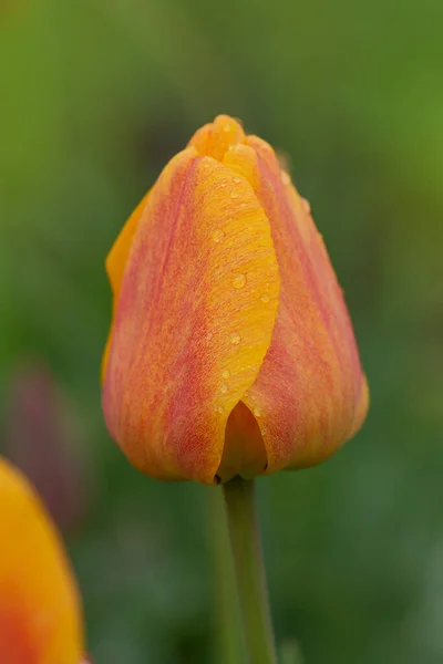 Tulipany Pomarańczowa Roślina Ogrodzie Pomarańczowe Tulipany Kair Kwitnące — Zdjęcie stockowe