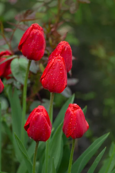 Red tulips growing on the field. Red flowerbed of  spring tulips. Red tulips background