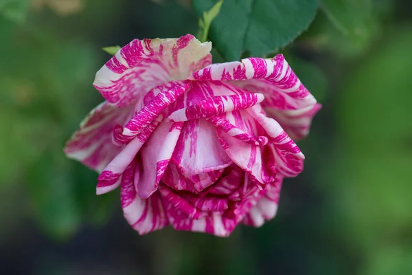 Colorful bush of striped roses in the garden. Pink roses with white stripes Pink Intuition