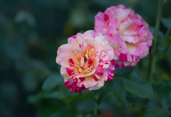Striped yellow and red flower of rose. Striped hybrid tea rose. Striped pink yellow rose grown. Bicolor yellow rose flower with pink stripes.
