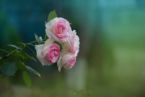 Белые Розы Eden Rose Летнем Саду Почки Белых Роз Цветущих — стоковое фото