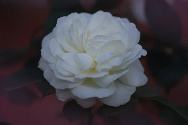 Arbusto Rosa Blanca Rosa Blanca Jardín Hermosa Rosa Blanca Las — Foto de Stock