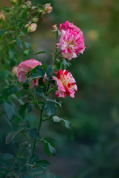 Κλοντ Μονέ Τριαντάφυλλα Ριγέ Κίτρινα Και Κόκκινα Τριαντάφυλλα Γνωστά Claud — Φωτογραφία Αρχείου