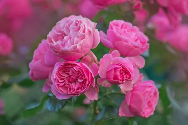 Бурбон Розы Летнем Саду Розовый Цветок Розы Бурбонов — стоковое фото
