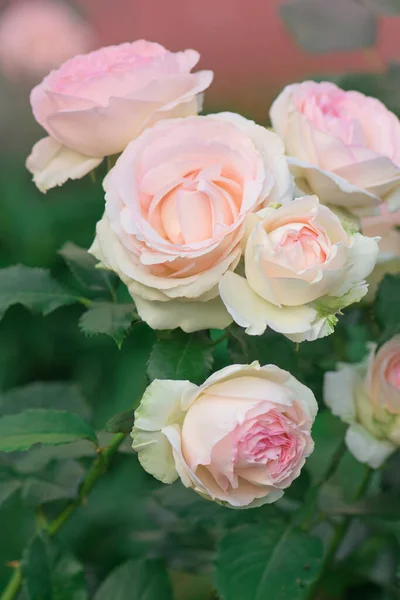 Verano Hermosas Rosas Rosadas Flor Escalada Rosas Rosadas Jardín — Foto de Stock