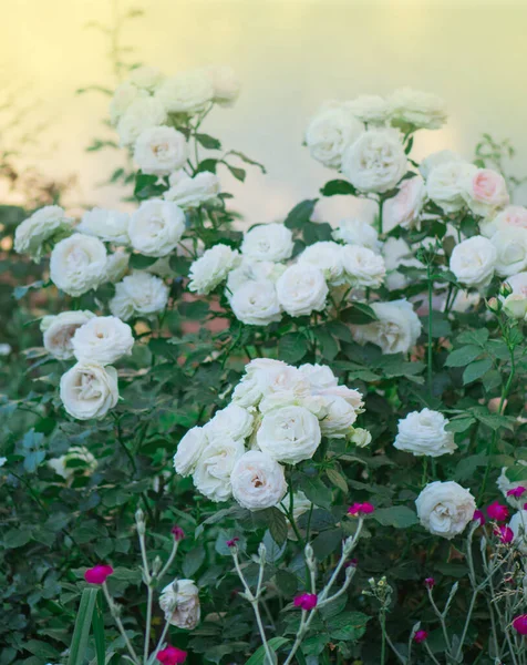 Hermosa Rosa Blanca Jardín Flores Blancas Florecientes Arbusto Jardín Flores — Foto de Stock