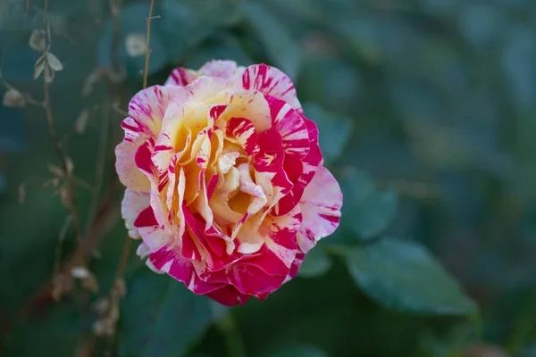 Claude Monet Roses Pousse Dans Jardin — Photo