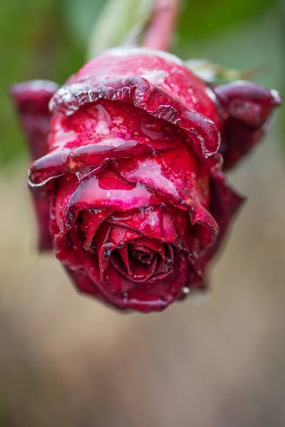 Frozen beautiful  flower. Rose petals in white frost. Rose in the snow