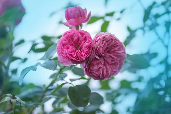 Pink rose bush in english garden. Pink rose background. English rose in garden