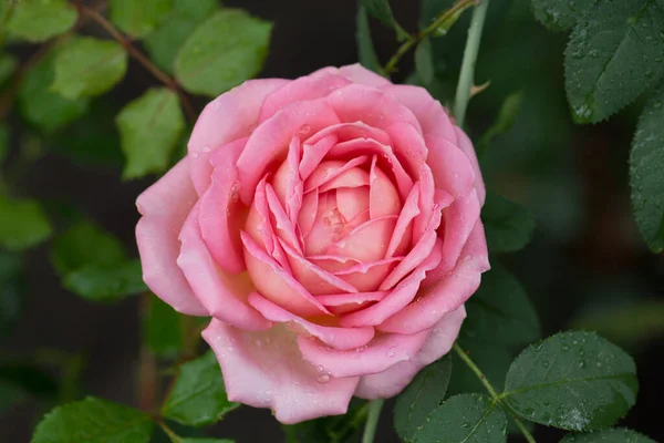 Rose Anglaise Dans Jardin Rose Rose Anglaise Dans Jardin Été — Photo