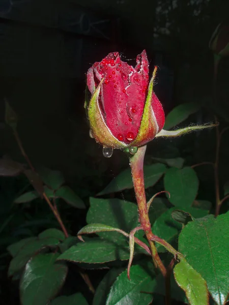红玫瑰在花园里的灌木丛中 夜晚的红玫瑰背景 — 图库照片