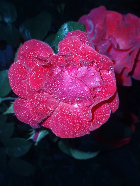 Rosas Jardim Flores Terry Grandes Rosa Subiu Campo Planta Flores — Fotografia de Stock