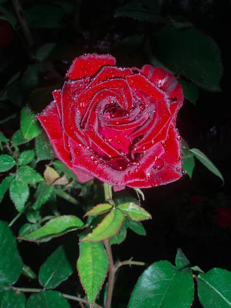 Las Rosas Rojas Sobre Arbusto Jardín Por Noche Fondo Rojo — Foto de Stock