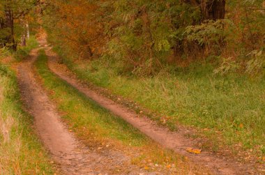 Sonbaharda ormandaki patika. Sonbahar orman yolu. Sonbahar ormanında güzel bir sabah