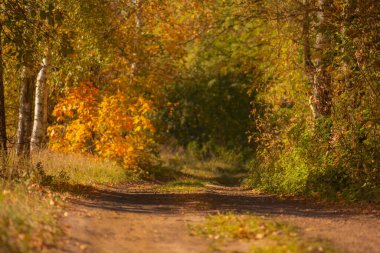 Çevredeki yolda orman var. Peri masalı ormanı. Sonbahar yapraklarının arasından geçen toprak yol. 