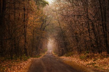 Mystic Güz Yolu. Büyülü orman sahnesi. Gizemli bir sonbahar ormanında yol. Karanlık, korkunç sonbahar yolu