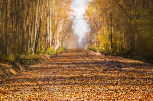 Paesaggio Autunnale Con Colorato Fogliame Autunnale Alberi Colorata Strada Autunnale — Foto Stock