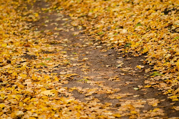 Folhas Outono Coloridas Grama Verde Dia Ensolarado Fundo Outono Floral — Fotografia de Stock